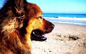 Plages pour chiens en Sardaigne